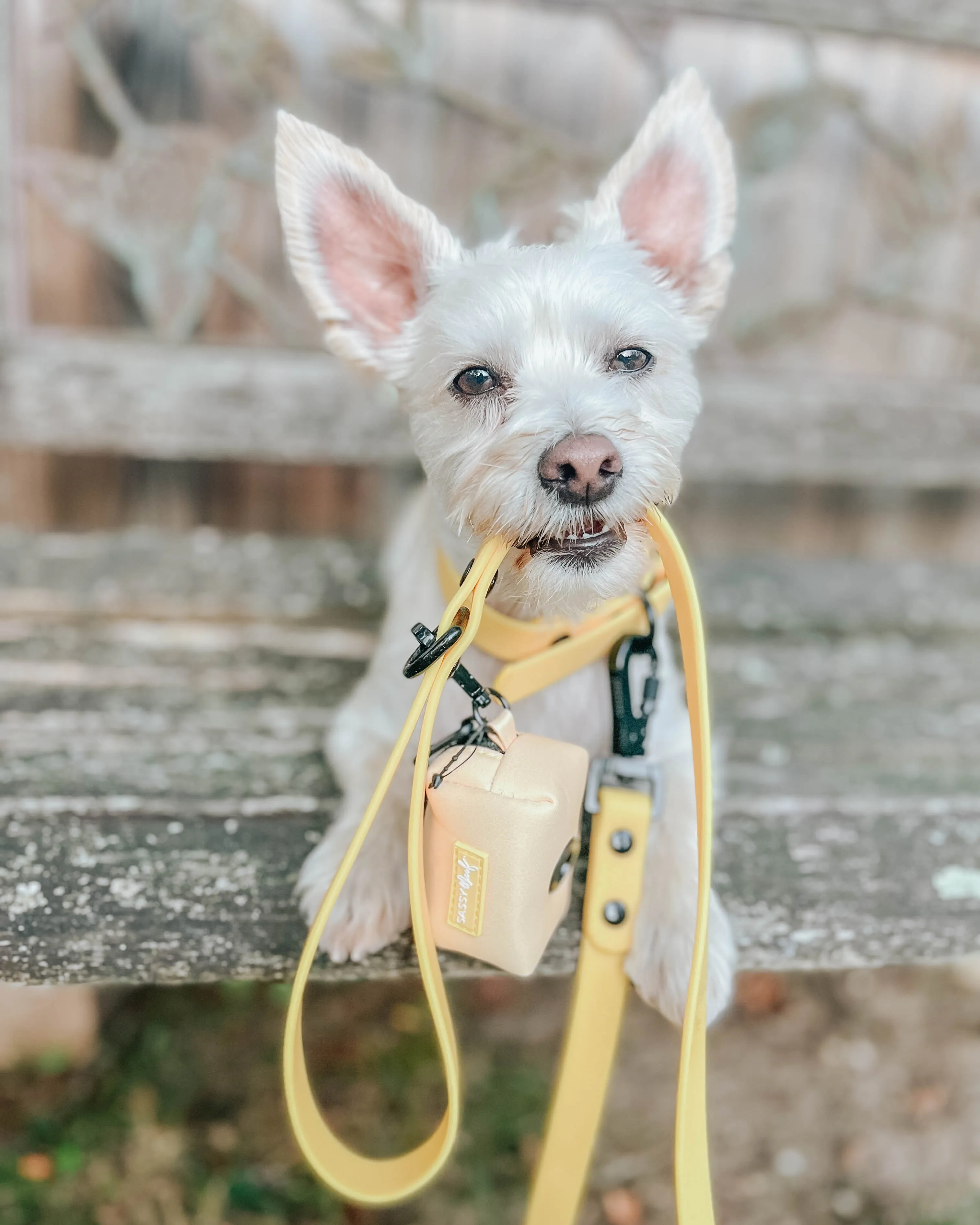 Dog Waste Bag Holder - Adventure Yellow