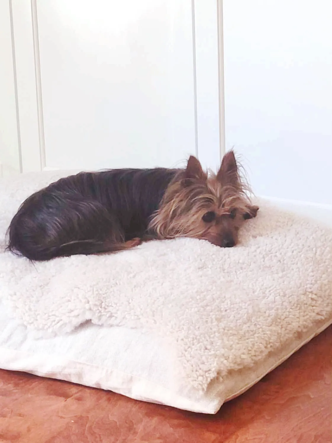 Pearly Curly Sheepskin