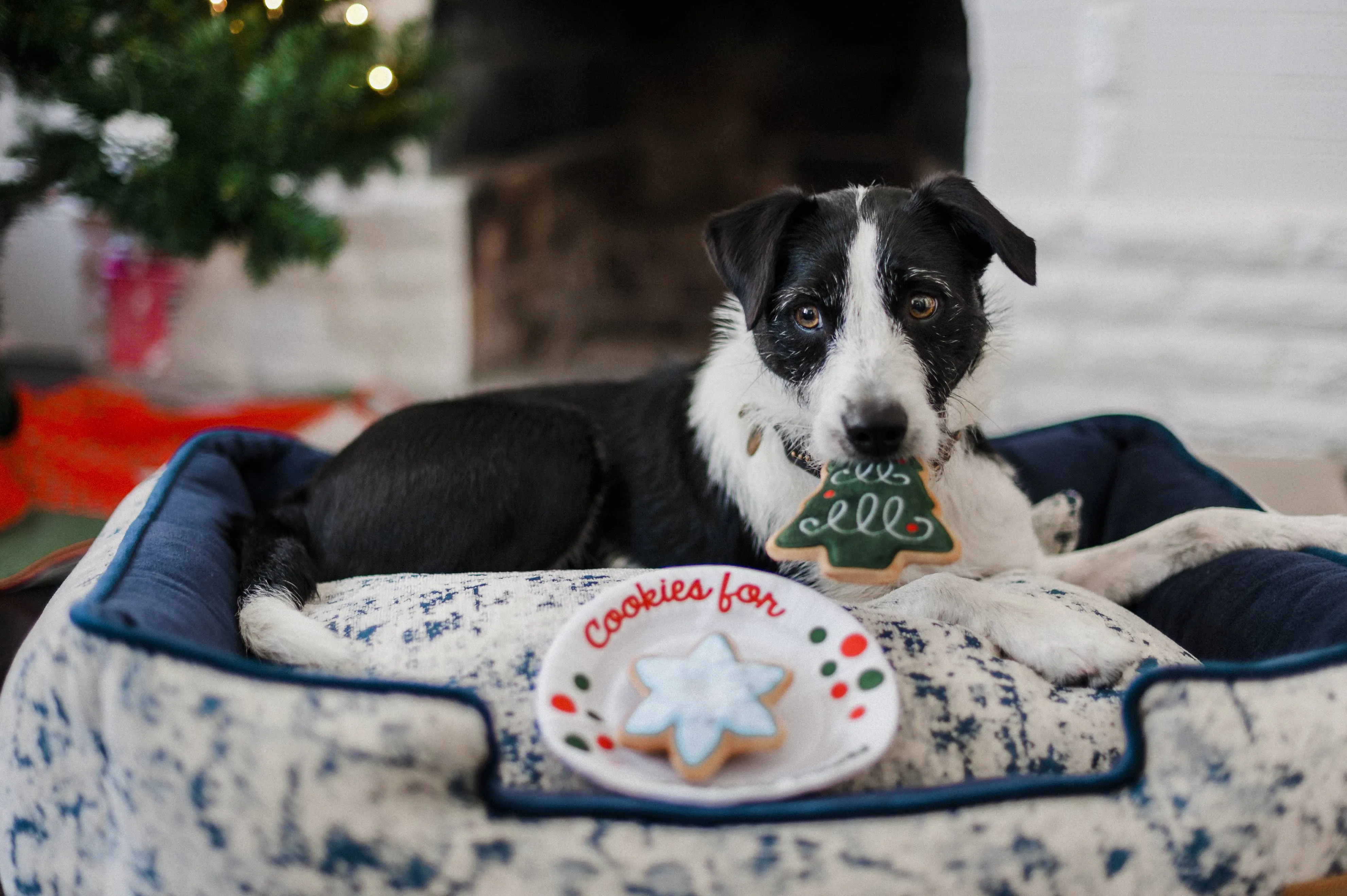 P.L.A.Y. Merry Woofmas Dog Plush toys: Christmas Eve Cookies